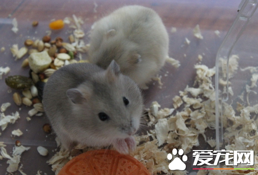 小倉鼠吃什麼最好 谷物作為主食合理分配飲食