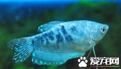 藍星魚飼養 喜棲息於水草多的靜水或緩流水中