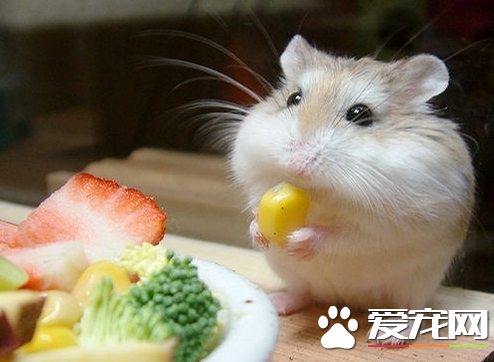 倉鼠可以吃水果嗎 適合倉鼠夏季消暑的水果零食