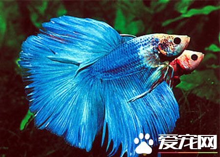 泰國斗魚的飼養 喜歡生活在22～24℃的水中