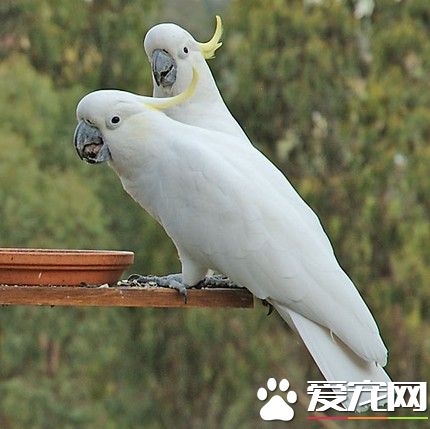 藍眼鳳頭鹦鹉的飼養 提供熱量較高的堅果
