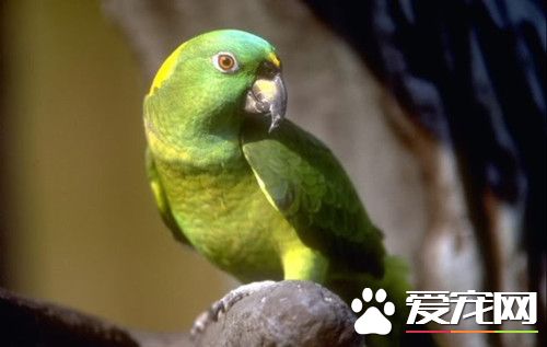 回聲鹦鹉的飼養 全世界最稀有的鳥類之一