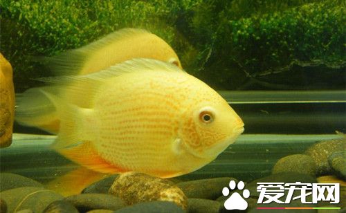 金菠蘿魚繁殖 成熟的親魚首次產卵比較少