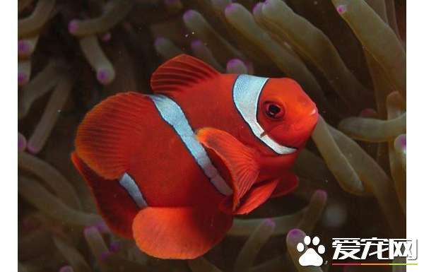 透紅小丑魚的飼養 海水鹽度在1.020到1.025之間