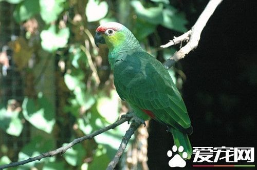 紅額亞馬遜鹦鹉的飼養 對環境的變化非常敏感