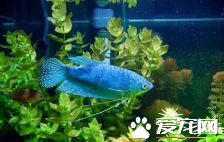 藍曼龍魚繁殖 藍曼龍魚的人工繁殖技巧