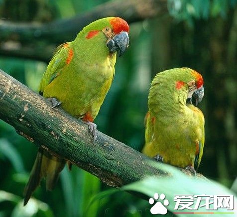 紅額金剛鹦鹉的飼養 提供一些木頭供其咬嚼