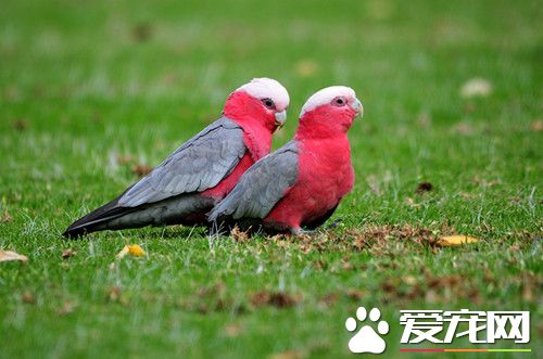 粉紅鳳頭鹦鹉的飼養 提供厚實堅固的巢箱