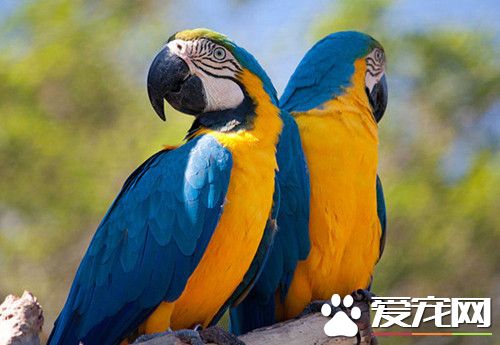 藍黃金剛鹦鹉的飼養 每年4~7月為繁殖期
