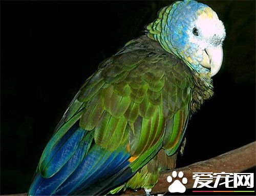聖文生亞馬遜鹦鹉的飼養 需要較大的生活空間