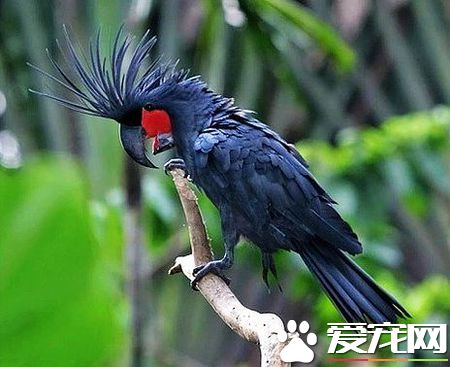紅尾黑鳳頭鹦鹉的飼養 每天要喂水果和青菜