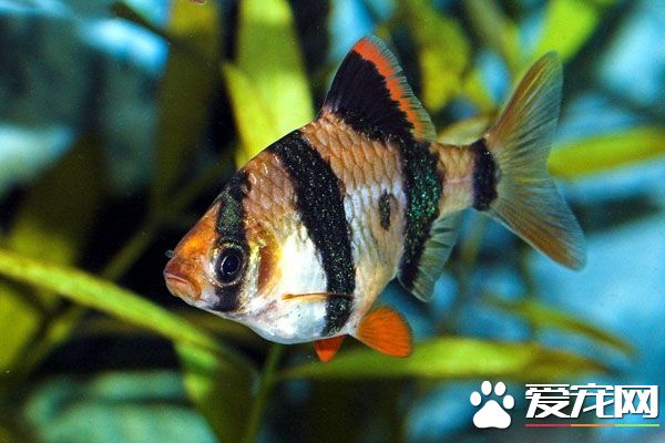虎皮魚怎麼分公母 通過顏色和體型來分辨