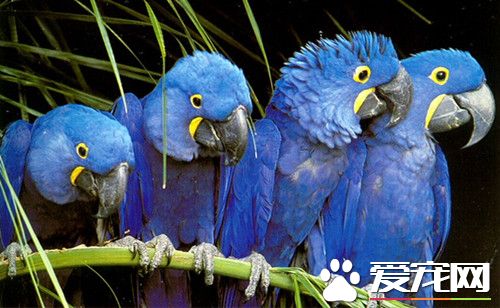 藍紫金剛鹦鹉的飼養 需要吃種棕榈果