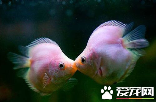 接吻魚的繁殖 接吻魚一年可繁殖多次