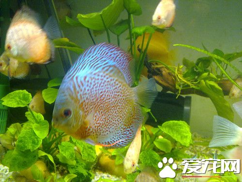 七彩神仙魚吃什麼 喜歡吃鮮活的魚餌