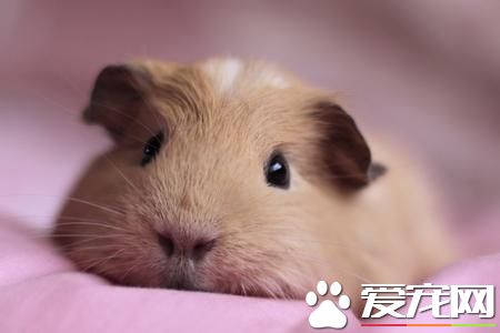 豚鼠怎麼養 最正確的寵物豚鼠養殖方法