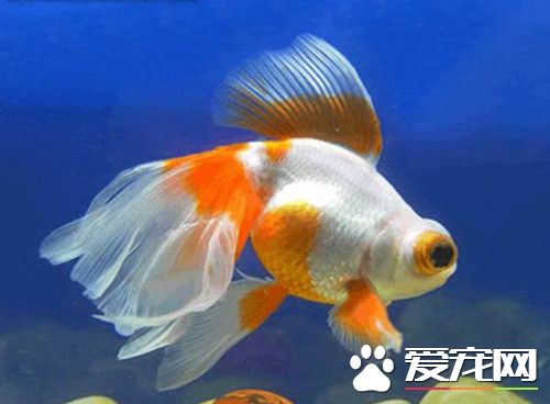 金魚吐泡泡怎麼回事 是因為水中缺乏氧氣