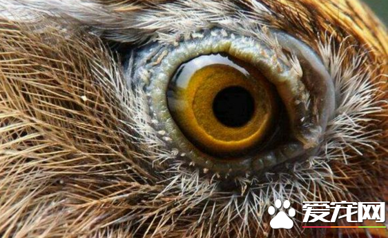 畫眉鳥什麼眼水最好   其瞳孔收縮之後聚集在眼仁周圍