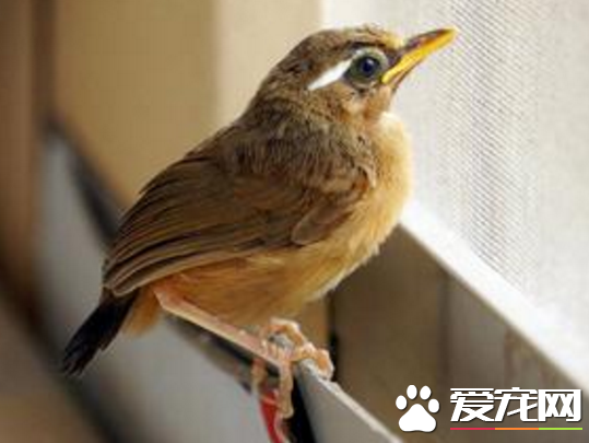 畫眉鳥雛鳥飼養   要注意飲食的衛生和營養搭配