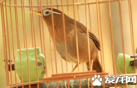 小畫眉鳥的飼養   各地都一套飼養、馴練和調教方法