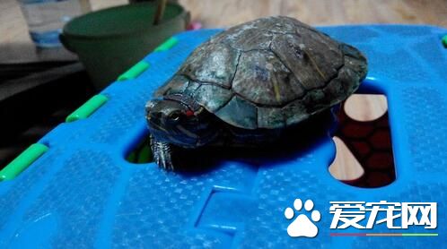 家裡怎樣養烏龜 買那種自動能換水的魚缸