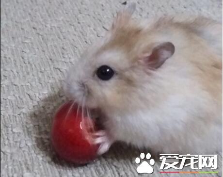 倉鼠可以吃櫻桃嗎 櫻桃可以吃但不要給太多