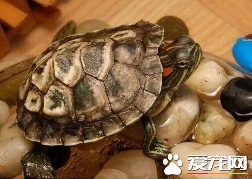 在家怎樣養烏龜 養龜水深一般比龜背稍高
