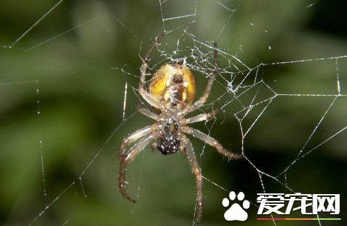 蜘蛛為什麼會吐絲 蜘蛛吐絲的五個重要作用