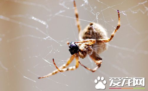 蜘蛛如何養 蜘蛛幼體時期飼養最重要