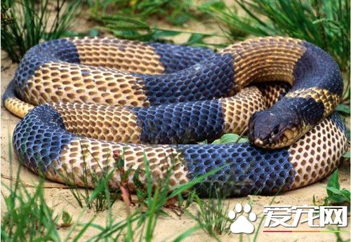 寵物蛇的習性 一定要保證蛇能健康的冬眠