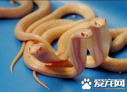 怎樣養寵物蛇 寵物蛇基本的飼養方法