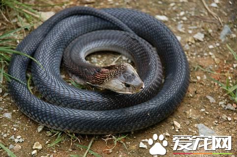 如何養寵物蛇 寵物蛇飼養要注意的地方