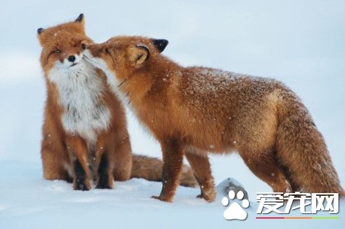 狐狸怎麼養 養狐狸最好從小開始養起