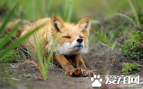 養狐狸的方法 養好狐狸需了解狐狸習性