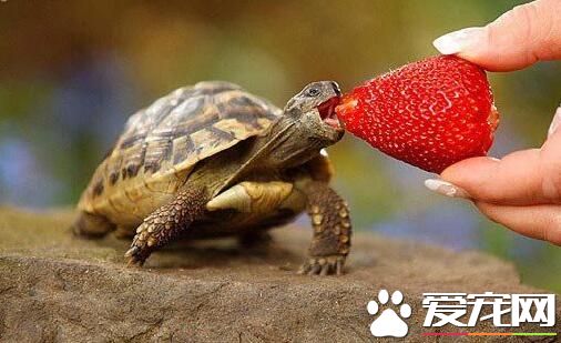 寵物烏龜吃什麼 別買奸商推薦的所謂“龜食”