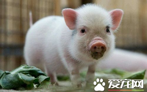寵物豬好養嗎 香豬對氣候有較強的適應性