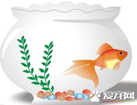 魚缸不養魚影響風水嗎 正確養魚的方法是什麼