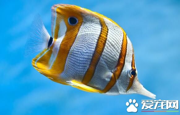 魚能聽見聲音嗎 魚耳的功能和人類一樣