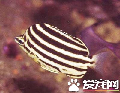 斑馬魚繁殖 繁殖期間斑馬魚的飼養注意事項
