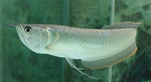 銀龍魚如何養 銀龍魚飼養需要注意事項