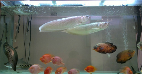 銀龍魚混養最佳搭配 四種適合混養的觀賞魚
