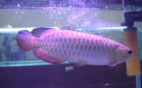 銀龍魚如何飼養 銀龍魚最正確飼養方法