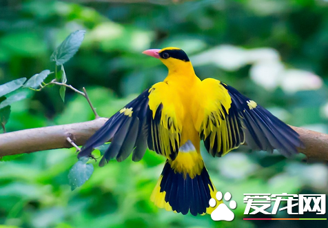 黃鹂鳥的生活習性 生活在闊葉林中大多數為留鳥