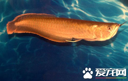 銀龍魚水溫多少合適 銀龍魚能適應中性水質