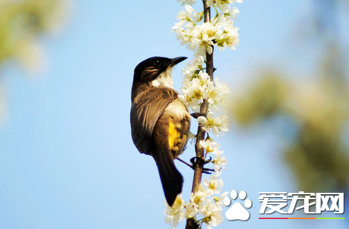 黃鹂鳥怎麼養 黃鹂是典型的樹棲型鳥類