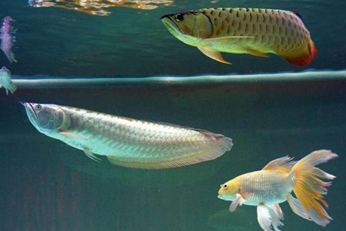 銀龍魚最適合的溫度 水溫的高低變化及調節