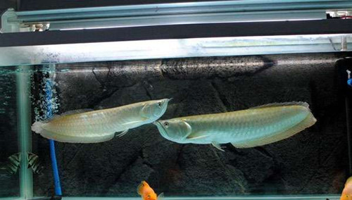 銀龍魚和什麼魚混養好 六種適合混養的魚