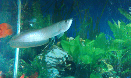 銀龍魚最喜歡吃什麼 銀龍魚多數喜食面包蟲