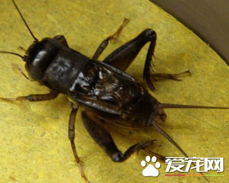蟋蟀能活幾年 它的壽命主要視溫度而定