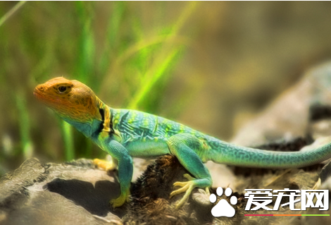 如何飼養蜥蜴 讓蜥蜴充分的接觸紫外線